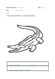 Alligator